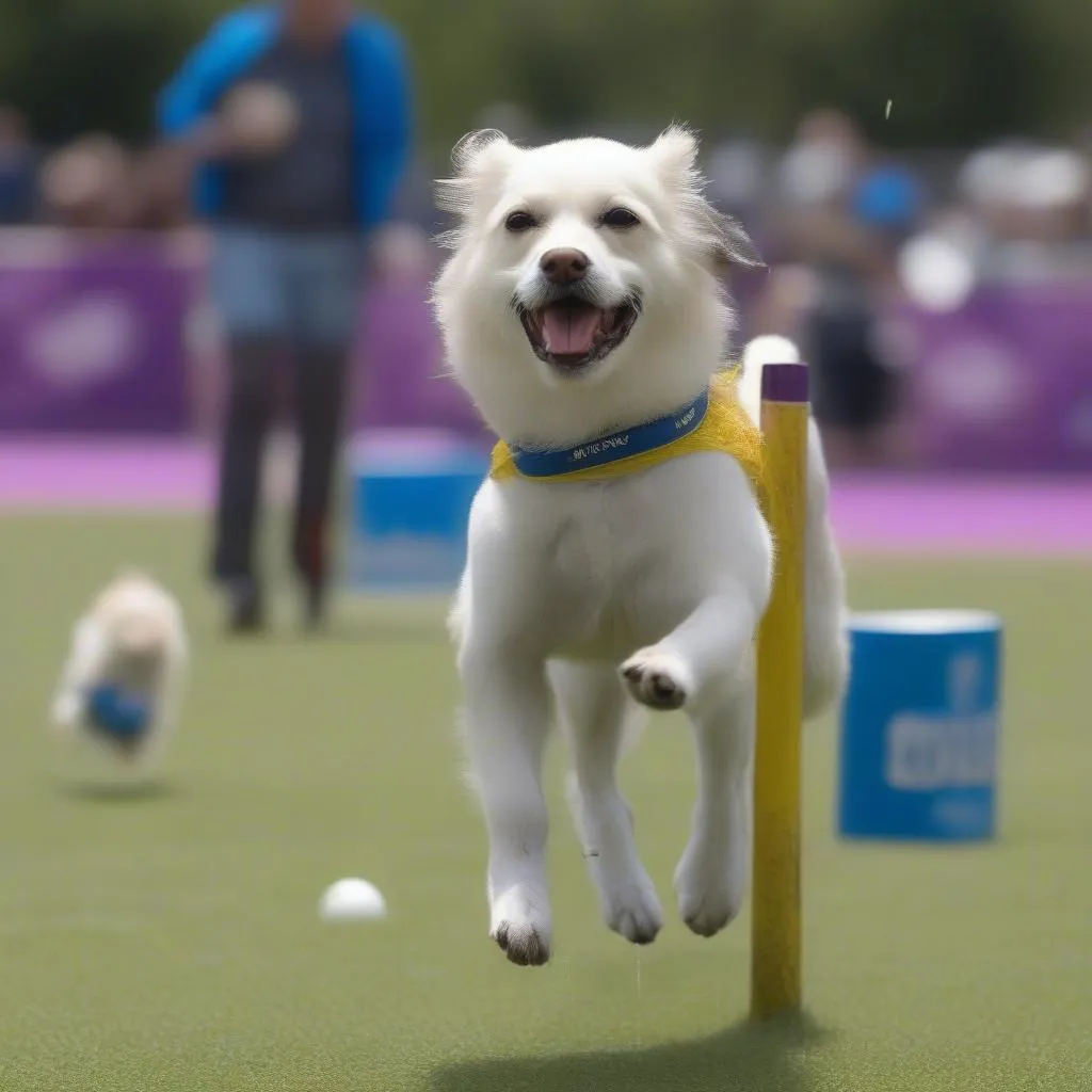 Video highlights of Pickles the Dog World Cup